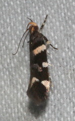 Macrobathra leucopeda