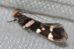 Macrobathra leucopeda
