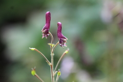 Aconitum sinomontanum