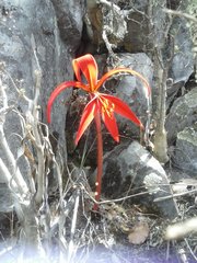 Sprekelia formosissima