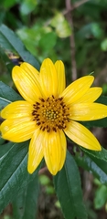 Helianthus verticillatus