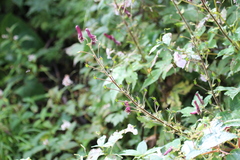 Aconitum sinomontanum