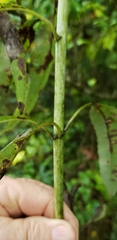 Helianthus verticillatus