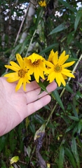 Helianthus verticillatus