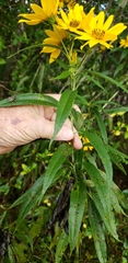 Helianthus verticillatus
