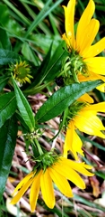 Helianthus verticillatus