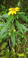 Helianthus verticillatus