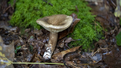 Lactarius fuliginosus