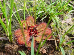 Drosera rosulata