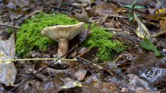 Lactarius fuliginosus