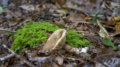 Lactarius fuliginosus
