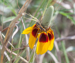 Chauliognathus scutellaris