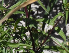 Phyciodes phaon phaon