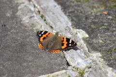 Vanessa indica indica