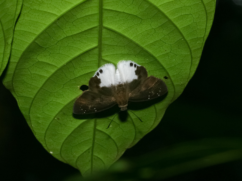 Malayan Snow Flat