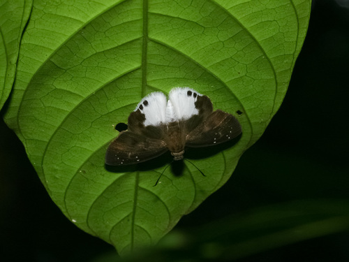 Malayan Snow Flat