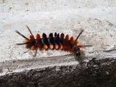 Turuptiana