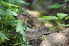 Byasa