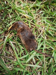 Sorex arcticus