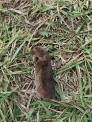 Sorex arcticus
