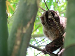 Aotus griseimembra