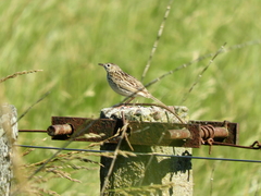 Anthus hellmayri