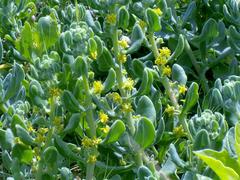 Tetragonia decumbens
