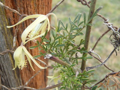 Clematis leptophylla