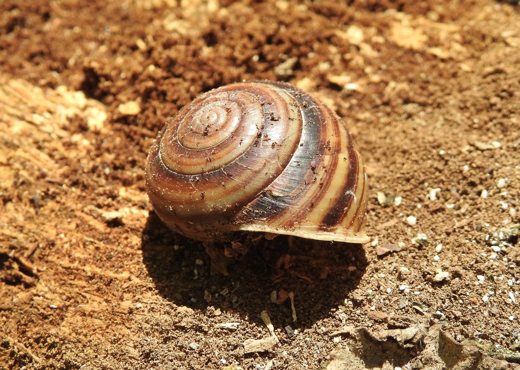 Euryladra