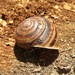 Pale Banded Snail - Photo (c) Jackson Nugent, some rights reserved (CC BY-NC), uploaded by Jackson Nugent