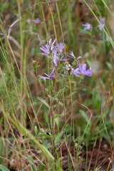 Eurybia spectabilis