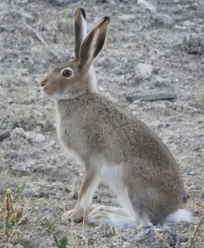 White-tailed Jackrabbit photographed in Wyoming