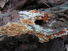 Botryobasidium simile