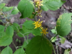 Solidago albopilosa