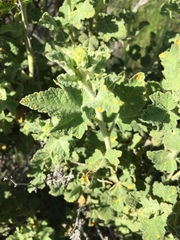 Malacothamnus aboriginum