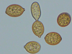 Botryobasidium simile