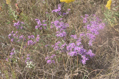 Symphyotrichum sericeum