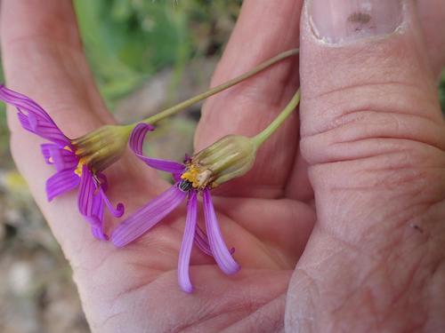 Othonna rosea