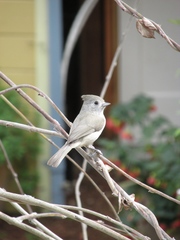 Baeolophus inornatus