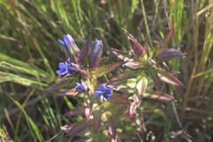 Gentiana × billingtonii