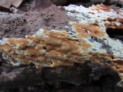 Botryobasidium simile