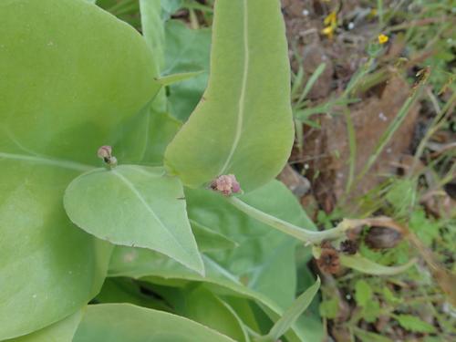 Othonna rosea