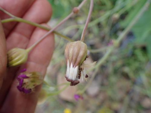 Othonna rosea