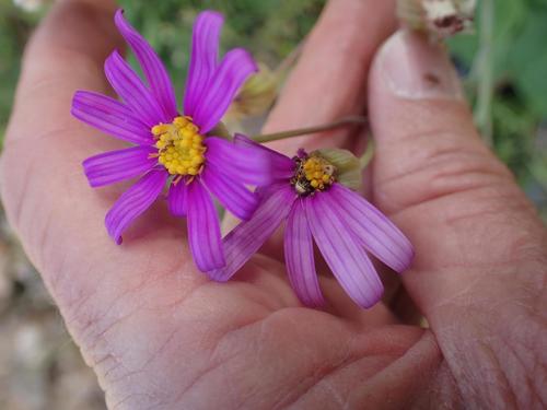 Othonna rosea