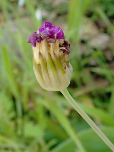 Othonna rosea