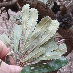 Banksia aemula