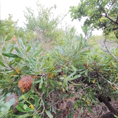 Banksia aemula