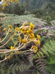 Espeletia boyacensis