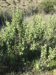 Malacothamnus aboriginum