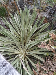 Espeletia boyacensis